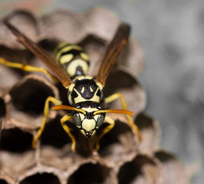How to Get Rid of Wasp and Bee Sting