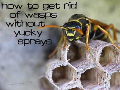 How to Get Rid of Wasp and Bee Sting