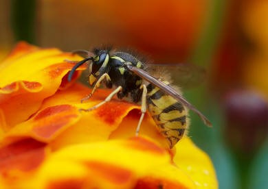 How to Treat Yellow Jacket Sting