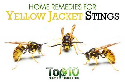 How to Treat Yellow Jacket Sting